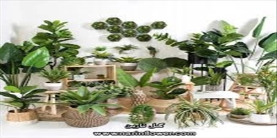 گل فروشی یاس شاهرود